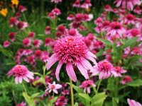 Pink Cone Flower